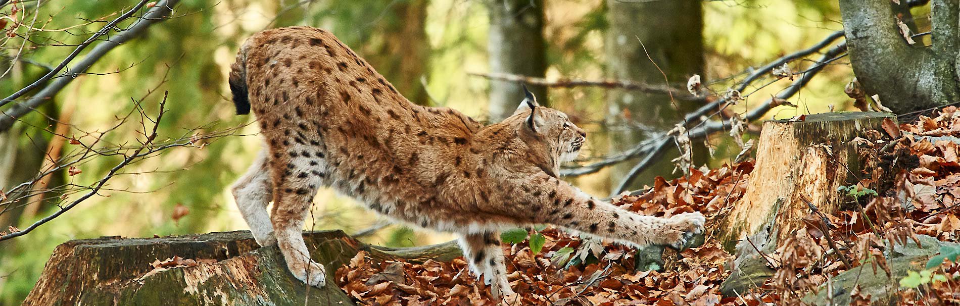 Unberührte Natur und Tierwelt in der Nationalparkregion Bayerischer Wald